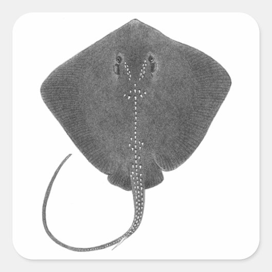 DE GROTE ZUIDELIJKE VIERKANTE STICKER (Voorkant)