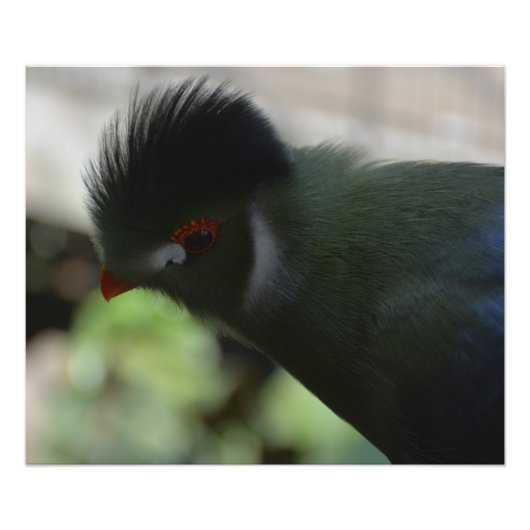 DE GUINEA TURACO FOTO AFDRUK (Voorkant)