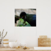 DE GUINEA TURACO POSTER (Keuken)