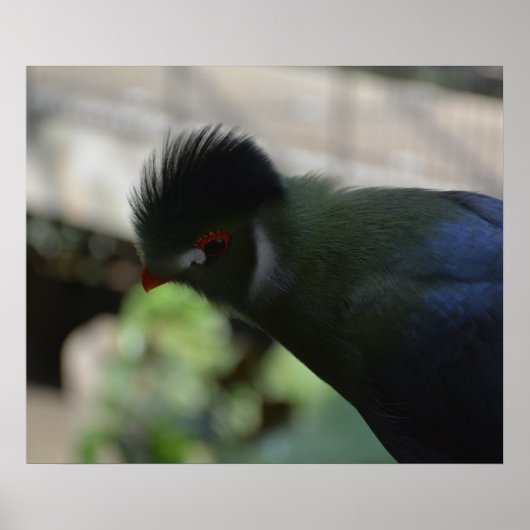 DE GUINEA TURACO POSTER (Voorkant)