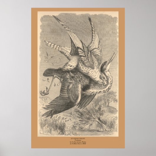 De Gyrfalcon Poster (Voorkant)