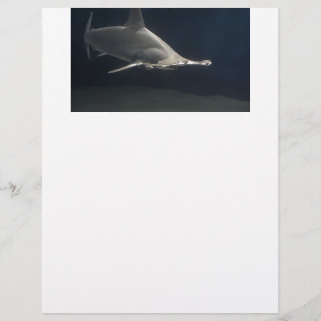De Haai van Hammerhead (Voorkant)