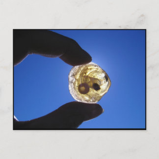 De Hals van Jessups, Long Island Briefkaart