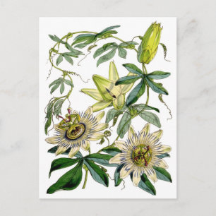 De hartstocht bloeit Botanische Illustratie Briefkaart
