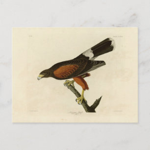 De Havik van Louisiane Briefkaart