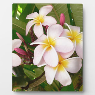 De Hawaiiaanse Frangipani Bloesems van Aloha Fotoplaat