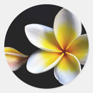 De Hawaiiaanse Frangipani Bloesems van Aloha Ronde Sticker