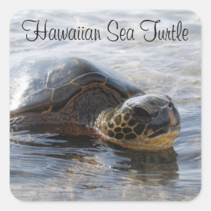 De Hawaiiaanse Stickers van de Schildpad van het