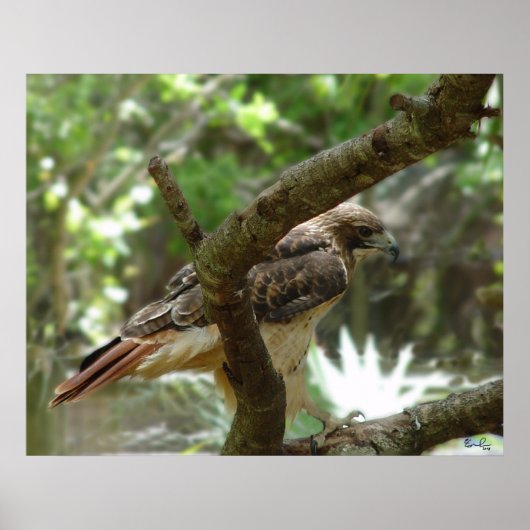 De Hawk Poster (Voorkant)