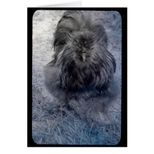 de heer Fluffy Silkie Rooster 2