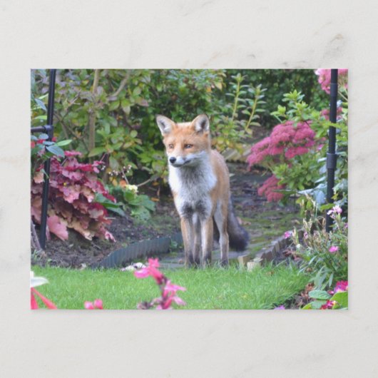 de heer Fox Briefkaart (Voorkant)