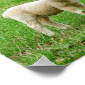 De Heer is mijn herder, psalm 23, een lam poster (Hoek)