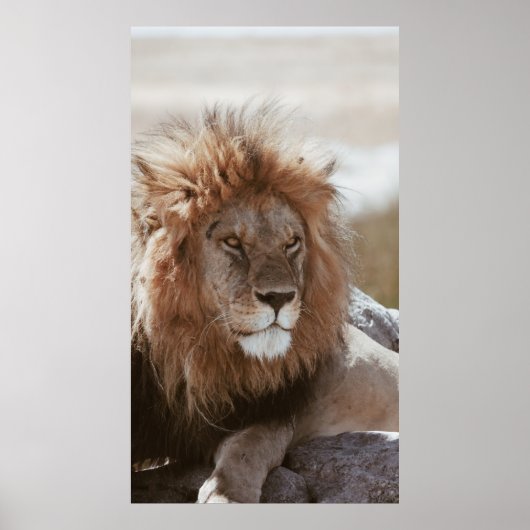 DE HEER LION POSTER (Voorkant)