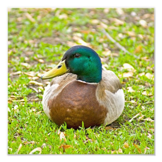 de heer Mallard Duck Foto Afdruk (Voorkant)