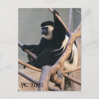 de heer Monkey Briefkaart