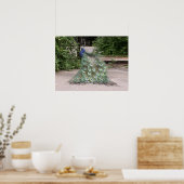 De heer Peacock ruffelt zijn veren Poster (Keuken)