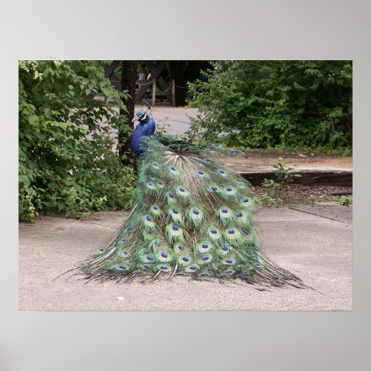 De heer Peacock ruffelt zijn veren Poster (Voorkant)