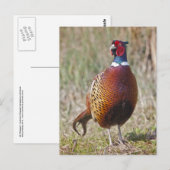 de heer Pheasant Briefkaart (Voorkant / Achterkant)