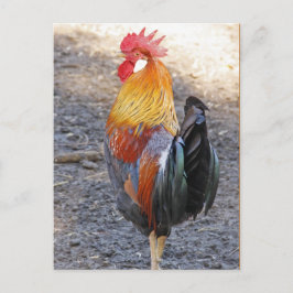 De heer Rooster Briefkaart