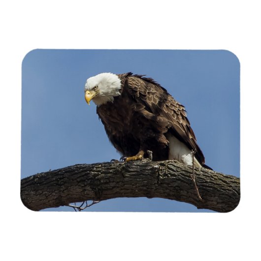 de heer Serious Magneet (Horizontaal)