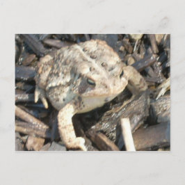 de heer Toad Briefkaart