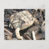 de heer Toad Briefkaart (Voorkant)