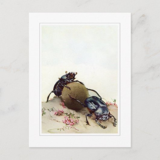 De Heilige Beetel Briefkaart (Voorkant)