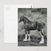 De Hengst B&W van Clydesdale Briefkaart (Voorkant / Achterkant)