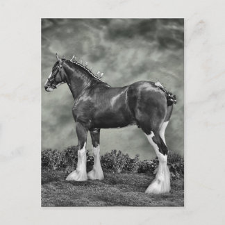 De Hengst B&W van Clydesdale Briefkaart