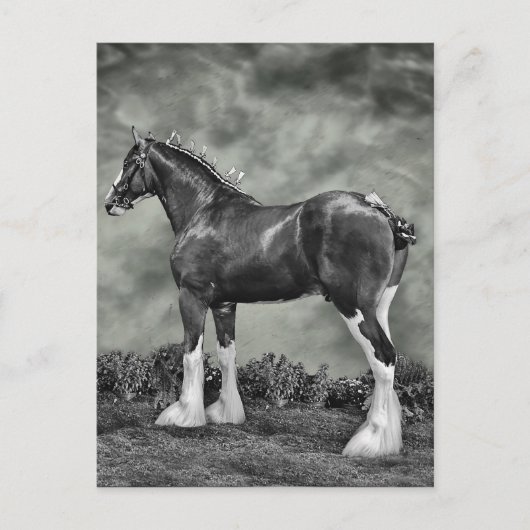 De Hengst B&W van Clydesdale Briefkaart (Voorkant)