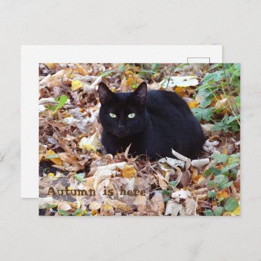 De herfst is hier Black Cat Briefkaart (Voorkant / Achterkant)