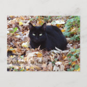 De herfst is hier Black Cat Briefkaart (Voorkant)