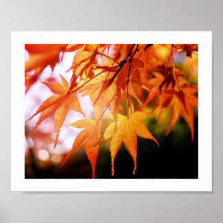 De herfst lekt uit een Japans hout Poster