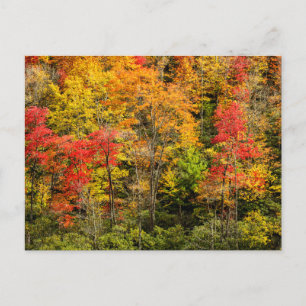 De herfst van Sims Pond North Carolina, Blue Ridge Briefkaart