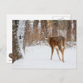 De Herten van de Bok van de Button op het Witte Briefkaart (Voorkant / Achterkant)