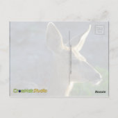 De Herten van WhiteTail Briefkaart (Achterkant)