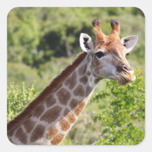 De het volwassen Gezicht en Hals van de Giraffe Vierkante Sticker