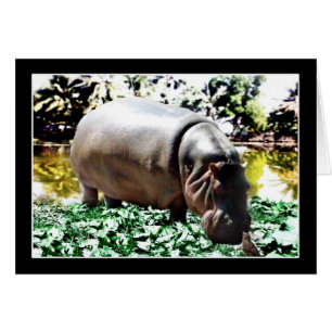 De hippo en de vogel