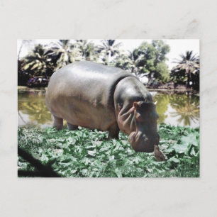 De hippo en de vogel briefkaart