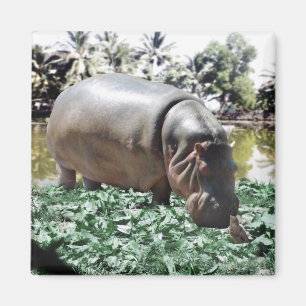 De hippo en de vogel magneet