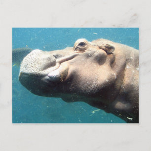 De Hippo-postkaart Briefkaart