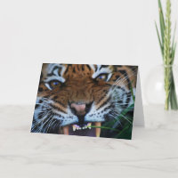 De Hoektanden van de tijger sluiten OMHOOG