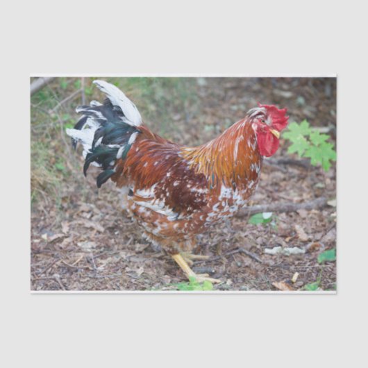 De hond (behalve een kip) tissuepapier (Voorkant)