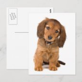 de hond briefkaart (Voorkant / Achterkant)