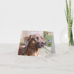 De Hond Brin Notecard van de Redding van Nowzad Kaart