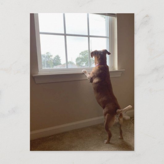 De hond die uit het Briefkaart van het Venster kij (Voorkant)