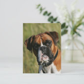 De Hond die van de bokser bij Camera staren Briefkaart (Staand voorkant)