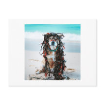 De hond met zeewier in haar haar