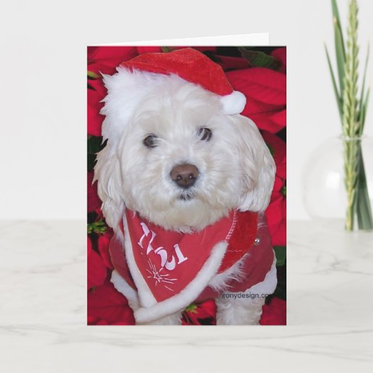 De Hond van Bichon Frise van Kerstmis Feestdagen Kaart (Voorkant)