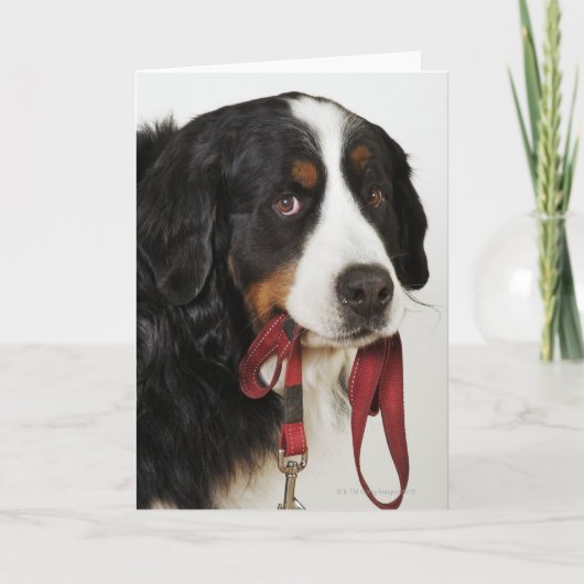 De Hond van de Berg van Bernese (Berner Kaart (Voorkant)